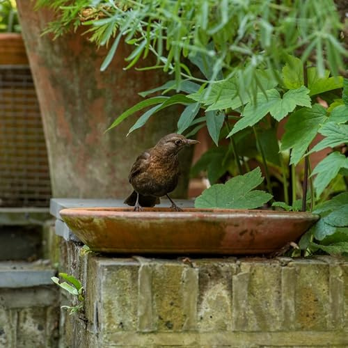 Crocus Collection 40cm Bird Bath Terracotta Round Deep Wildlife Oasis for Hedgehogs Birds and Bees