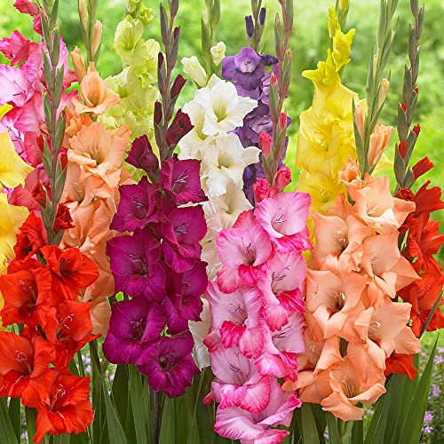 20 x Gladiolus Large Flowering Mixed – Delightful Mix of Bright Blooms – Perennial – Summer Flowering Bulbs – for Your Beautiful Garden