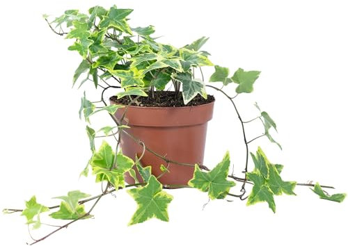 Gemeiner Efeu bunt - pflegeleichte Zimmerpflanze, Hedera helix - Höhe ca. 25 cm, Topf-Ø 13 cm