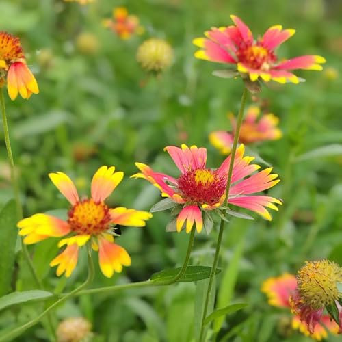 kokardenblume pflanze samen - winterharte pflanzen für garten, winterharte blumen kokardenblume samen, gartenblumen, zimmerpflanzen samen deko blumen, bonsai samen seltene pflanzen, 50pcs