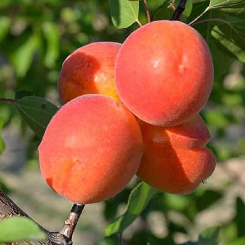 Albicocco Tondo Rossa. Garden Talamonti.