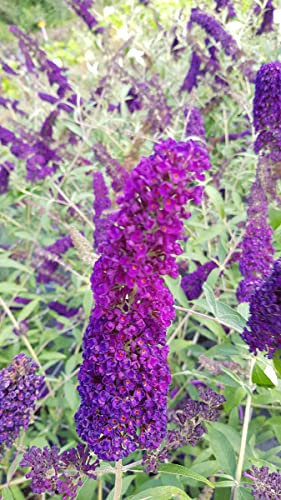 Buddleia davidii 'Empire Blue' / Arbre aux papillons bleu/Conteneur de 7 à 10 litres