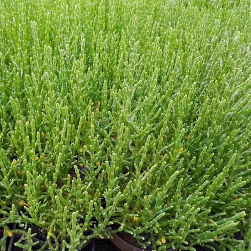 espárragos de mar - semillas de Salicornia europea semillas variedades tradicionales decoración oficina invierno jardín 100pcs