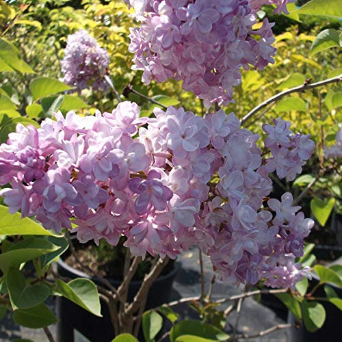 Syringa Vulgaris 'Katherine Havemeyer'- Lilas commun 'Katherine Havemeyer' 40-60 cm en conteneur
