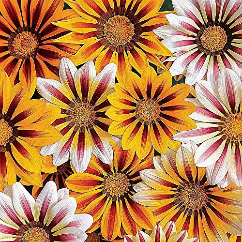 Gazania 'Tiger Stripes Mixed' Seeds Half Hardy Annual Flower Garden Plants Easy to Grow Your Own 1 Packet of 20 Seeds by Thompson and Morgan