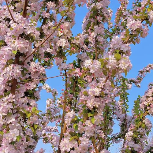 begonie pflanztöpfe dachbegrünung begonia gartendeko für draußen indoor kräutergarten mehrjährige blumensamen rankpflanze schnittblumen schmetterlingsflieder kräuterpflanzen 150samen