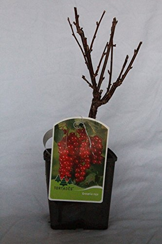 Sin marca - Grosella Roja (Maceta 2 Litros) - Arbusto Frutal Vivo
