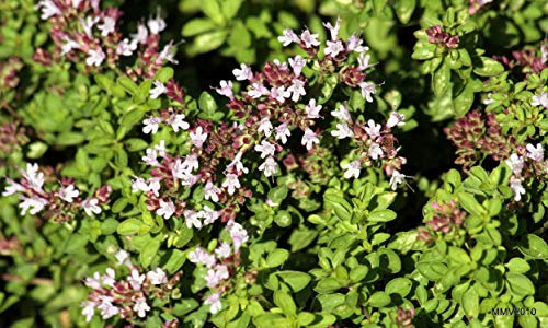 250 Graines de Marjolaine Officinale - plante aromatique jardin- semences paysannes reproductibles - SemiSauvage