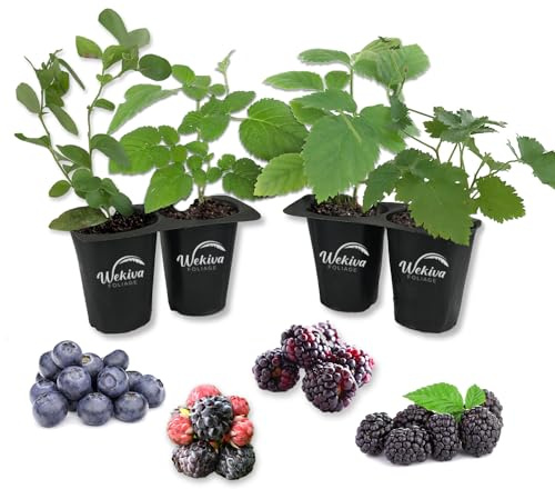 Berry Variety Pack - 4 Live Starter Plants - Growers Choice - A Selection of Blueberry, BlackBerry, and Boysenberry Varieties for Your Edible Garden