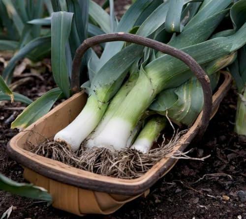 Semi di Porro Gigante (Allium ampeloprasum), Confezione 100 Semi per Orto Giardino Vaso