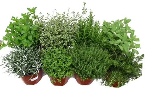 Lote Plantas Aromáticas: Lavanda, Romero, Tomillo, Salvia, Menta, Tomillo Limón, Lavanda Dentata y Hierbabuena