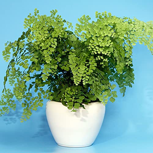 Adiantum fragrans Delta Plante Tropicale Cheveux de Vénus Fougère d'Intérieur Vivante| Pot de 12 cm
