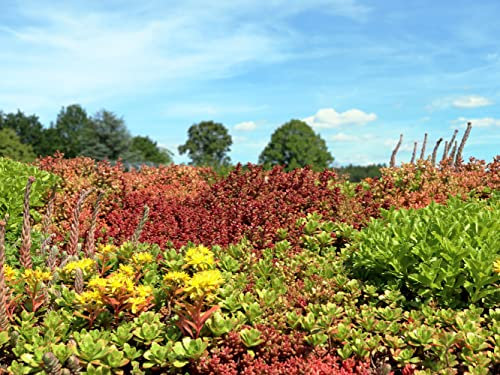 trockenresistente Dachbegrünungs-Mischung für Garagen, Steinmauern, Steine; mehrjährige Gründach Mischung aus 47 Blumensamen & 7 Gräser (2000 Samen) (3 Quadratmeter)