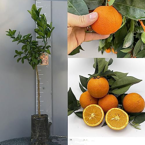 SAVINI VIVAI Naranjo Cara Cara Oranger citronné en phytocelle, hauteur 100-120 cm 1 an de greffage, fabriqué en Italie