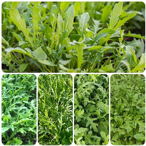 semi di rucola resistenti biologici, balcone tappezzatura del terreno esterno 420pcs