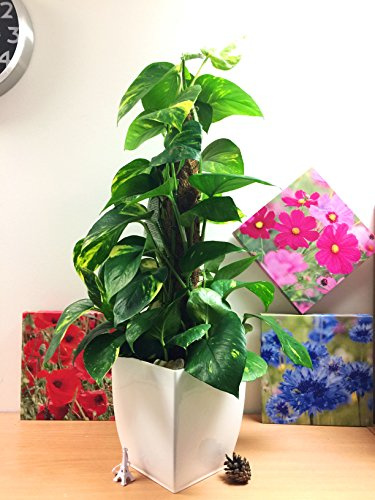 Golden Devil's Ivy (Golden Pothos): Gloss White Milano Pot Indoor Foliage Plant to Enhance Your Home's Ambiance, Air Quality, Elegance