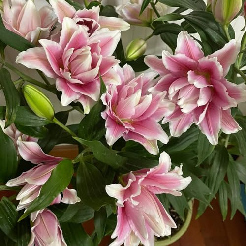 bulbosde lirio resistentes y perennes,de jardín,Decoración de salón 6pcs