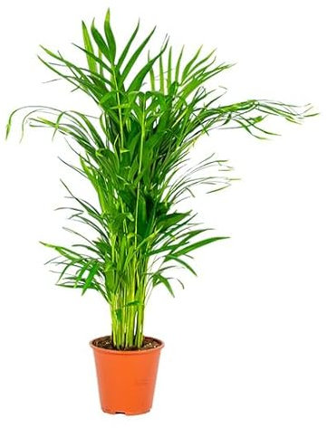 Increíble Areca 100cm Natural Palmera de Interior en Maceta Grande