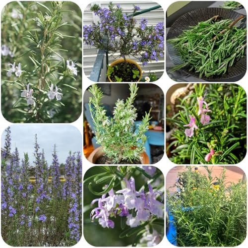 semillas de romero resistentes - romero - Jardín de interior, romero rastrero Balcón con jardín, perennes 125pcs