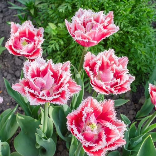Votaniki Double Fringed Mix Tulip Bulbs - Perennial Tulip 'Brisbane & Queensland' | Beautiful Fragrance, Fully Double Flowers - (4X of Each Bulb Variety Mixed) - Easy to Grow (8 Pack)