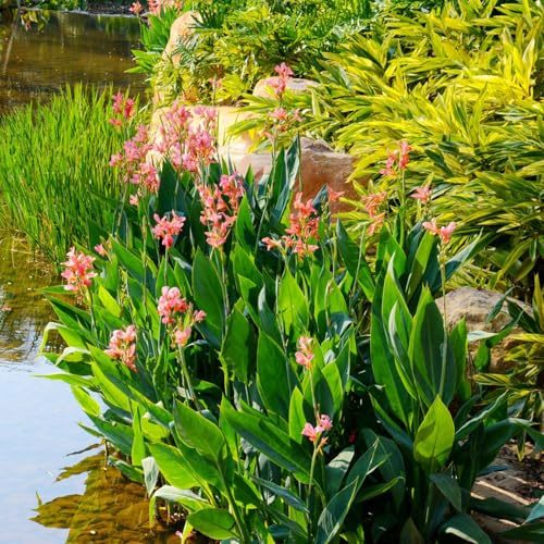 Bulbi di Canna Indiana - Acquista Tuberi di Canna Piante resistenti da esterno, regali per gli amanti del giardino giardino di fiori, fiori da giardino, colorati aiuole rialzate per 8pcs