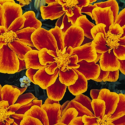 Marigold Seeds - Durango Series - Flame - 500 Seeds - Tagetes patula - Non-GMO, Open Pollinated - Flower Gardening