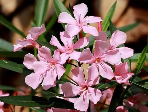 100 graines de fleurs de laurier-rose fraîches et neuves