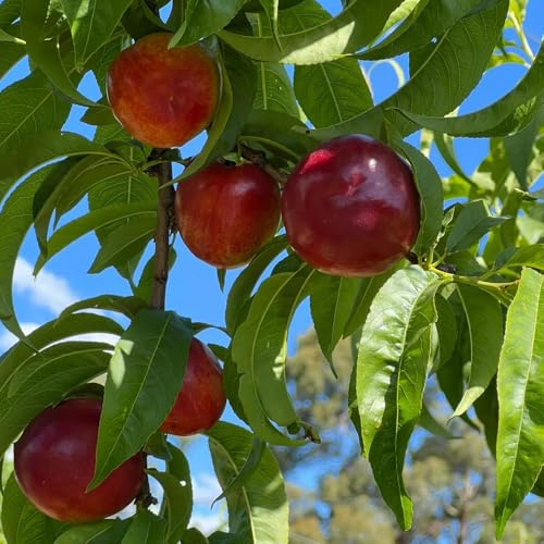 Semillas de nectarina, nectarinas jardín del balcón, trepadoras de interior exóticas en interiores 10pcs
