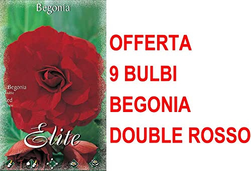 OFFERTA 9 BULBI PRIMAVERILI BEGONIA DOUBLE ROSSO BULBS FIORI
