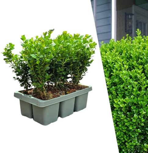 Buchsbaum – Buxus NewGen Freedom – 6 Pflanzen – 15 cm hoch – Ø7 cm – kompakter, winterharter Strauch – resistent gegen Zünsler & Pilzkrankheiten