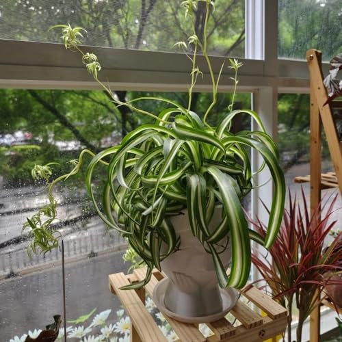 80 pcs Grünlilie Zimmerpflanze Samen - zimmerpflanze saatgut Chlorophytum comosum - luftreinigende zimmerpflanzen geschenk garten pflanzen samen indoor balkon pflanze, pflanzen samen