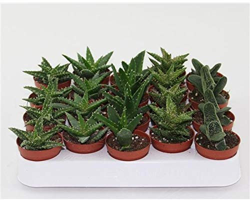 20er Set Aloe Vera Pflanzen Mix – 10-12 cm – Kakteen & Sukkulenten, Pflegeleichte Zimmerpflanzen für Zuhause & Büro