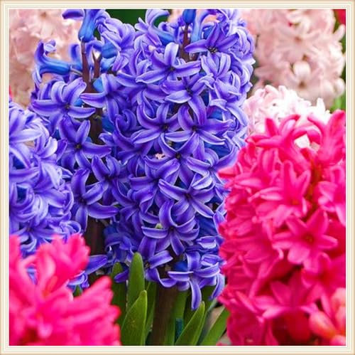 Hyazinthenzwiebel Winterhart MehrjäHrig- Hyazinthen Rhizome,Hyazinthen Pflanzen Winterhart Hyazinthe Kaufen,MehrjäHrige Knollenpflanze Im Topf Pflanzen-5zwiebeln-a