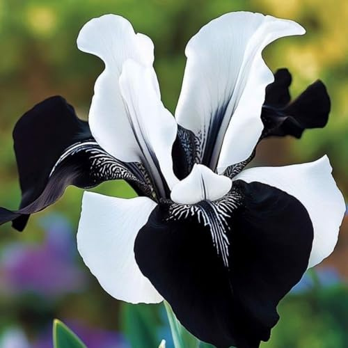 Raro Iris bulbi,Piante perenni,Iris pianta vera,resistenti al freddo,Tagliare,Progettazione paesaggistica(non artificiali)-3 bulbi-I