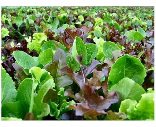 Buy4seeds 540 Seed Tape Lettuce Baby Mixed Leaf mesclun Mix 6M Useful for Garden and Outdoor