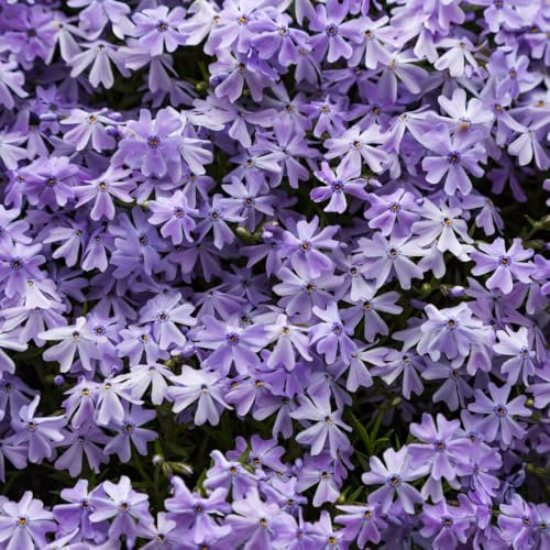 Phlox subulata 'Emerald Cushion Blue' – Prolific Ground Cover with Pale Mauve Flowers, Ideal for Rockeries and Gravel Gardens, Hardy Evergreen Perennial - 1x 1 Litre Pot by Thompson & Morgan