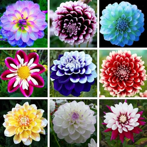 Dalias/natural,perenne,paisajismo,Fragancia,decorativas,de largo período de floración,Rosas cortadas,Elegante,excelente efecto de visualización,romántico.-6bulbos-N