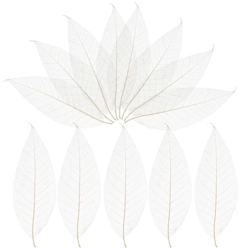 Milisten Magnolia Skeleton Leaves 100 pcs Natural Leaf Vein Specimens for DIY Crafts Scrapbooking Bookmark Accessories Greeting Cards Wedding Decorations Art Projects 11.42 X 3.74 X 0.04 in