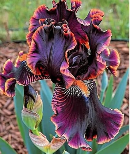 Rizomi di iris tedesco di alta qualità con viticci, rizomi perenni a crescita rapida, adatti per la decorazione di giardini e patii-2 PIECE-E