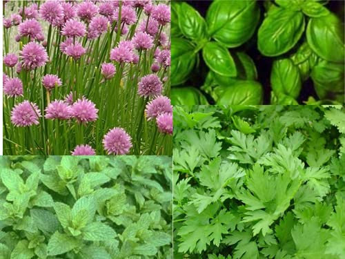 4 Packs herb Seeds Collection 003 Chive, Peppermint, Basil, Parsley