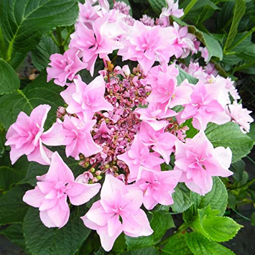 Hydrangea macrophylla Doppio Rosa - Hydrangea - Plant in a 2 L Pot