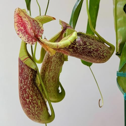 Semi di Nepenthes, Nepenthes mirabilis verdi, da appartamento carnivora da giardino perenni resistenti tappezzante perenne e resistente rampicanti sospese 60semi