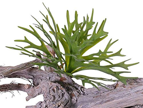 artplants.de Kunstpflanze Geweihfarn TENUK auf Steckstab, grün, 20cm, Ø 30cm - Deko Pflanze