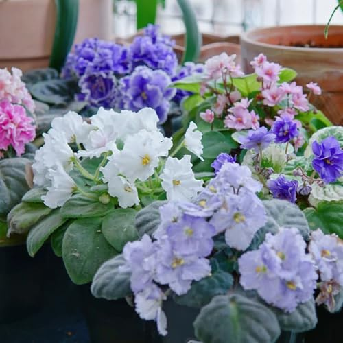 usambaraveilchen - balkonpflanzen frühling zimmerpflanzen frühlingsblumen wildblumensamen wildkräuter steingartenpflanzen winterhart zimmerbonsai bodendecker topfpflanzen echt 120samen