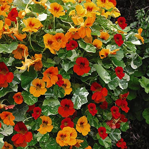 Nasturtium Seeds 'Firebird' Tropaeolum majus Indian Cress Orange Red Blooms Trailing Half-Hardy Annual Easy to Grow Your Own Ideal for Hanging Baskets 1x Pack (Approx 30 Seeds) by Thompson and Morgan