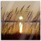 Pixxprint Glasbild, Wandbild auf Echtglas, Gräser bei Sonnenuntergang, 70x70 cm, inkl. Aufhängung und Abstandshalter