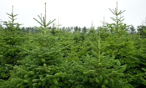 25st. Weisstanne Abies Alba 15-30cm Forstpflanzen Nadelgehölze Wurzelware Weisstannen Brennholz Anpflanzungen