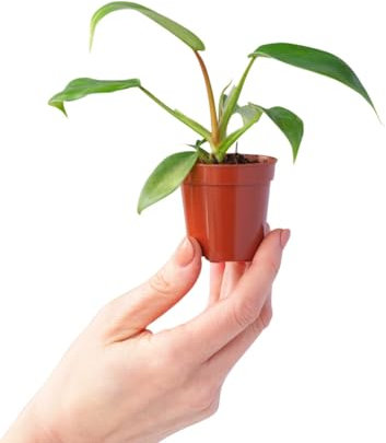 PLNTS - Baby Philodendron Florida Green - plante d'intérieur - 2 cm boutures - Hauteur 25 cm