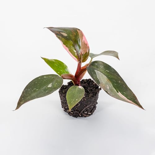 Vivai le Georgiche - Pianta vera di Philodendron Pink Princess Baby Plant Filodendro - vaso Ø 6 cm - altezza alla vendita 10-15 cm