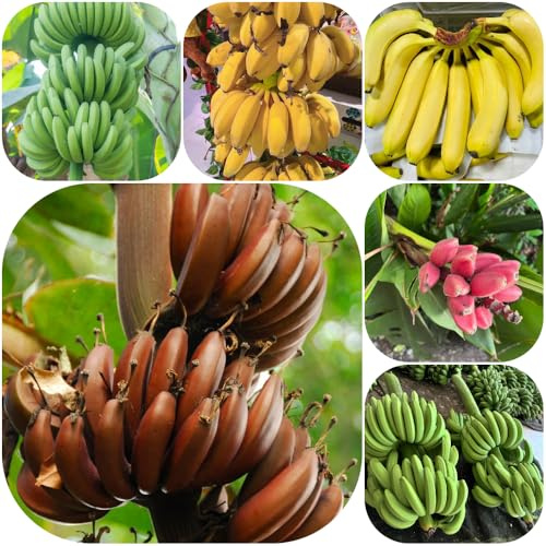 semillas de plátano semillas de en espaldera Árbol plátano exótico jardín raro jardín rocas, resistentes 100pcs